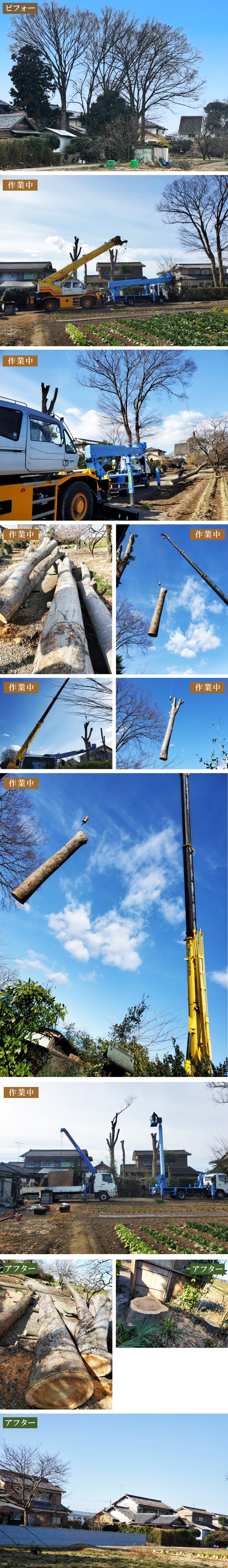 埼玉県熊谷市にて27m巨大,欅,特殊伐採致しました。
